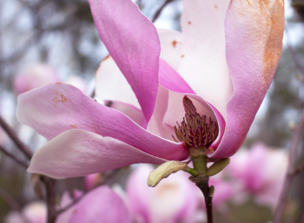 Screen Shot 2016-03-24 at 10.32.36 PM