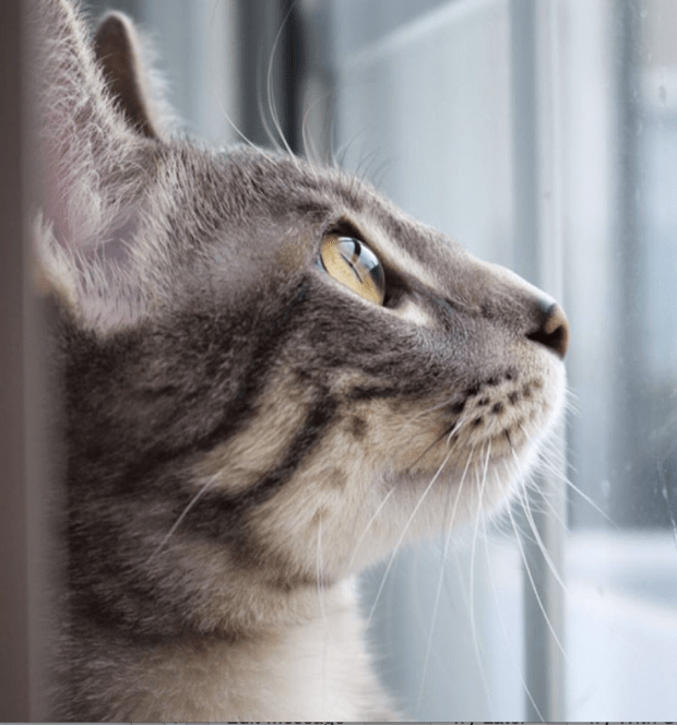 Screen Shot 2016-03-24 at 10.42.39 PM